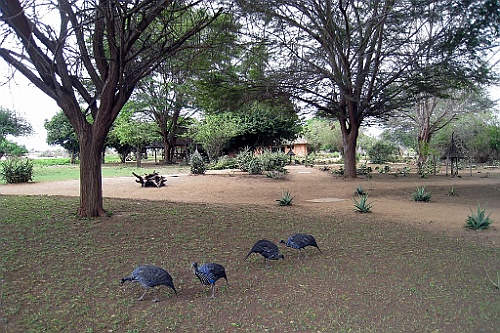 Kenia (398)